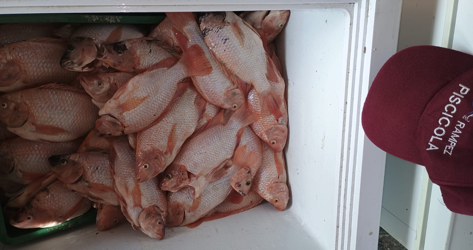 cava de pescado al por mayor cordoba