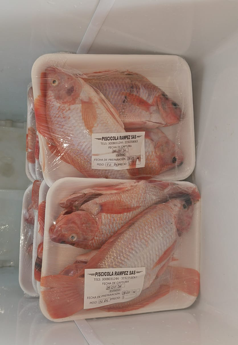 precios tilapia roja al por mayor