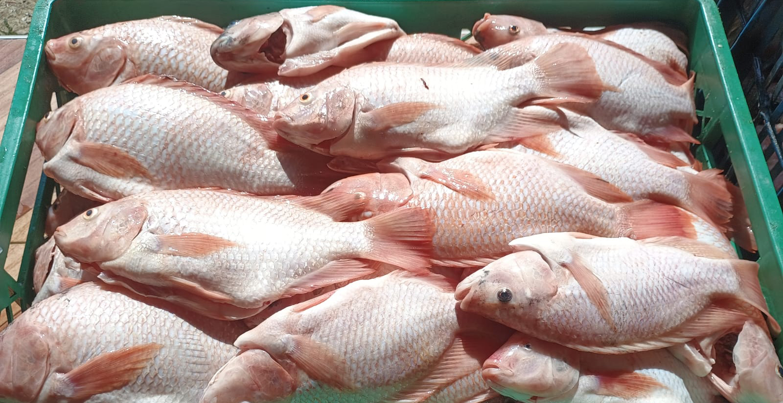 venta d e pescado al por mayor monteria